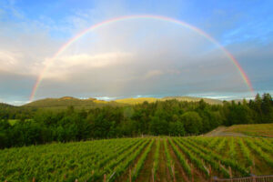 Blue Grouse Estate Winery