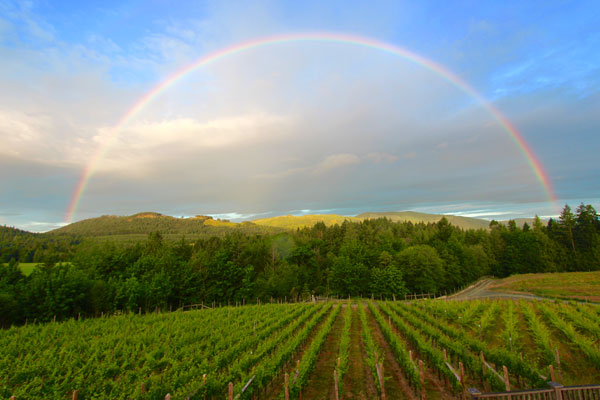 Blue Grouse Estate Winery